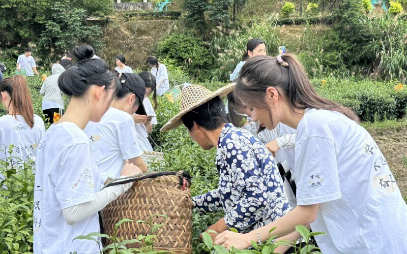 閩衛(wèi)院學子三下鄉(xiāng)：體驗古法制茶技術，品味“下黨的味道”