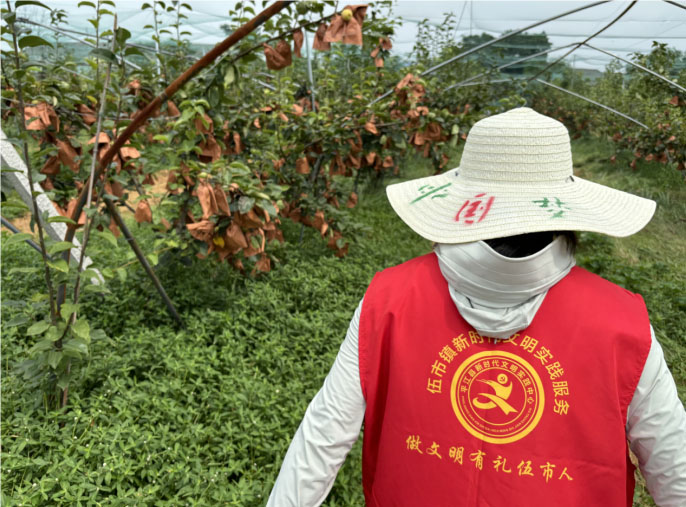 平江長坡梨采摘季，"果韻飄湘"團(tuán)隊貢獻(xiàn)青春力量