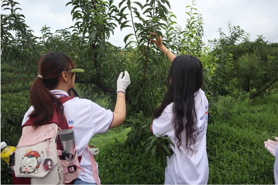 西南大學(xué)學(xué)子三下鄉(xiāng)：厚植愛(ài)農(nóng)情懷，勇?lián)鷷r(shí)代責(zé)任