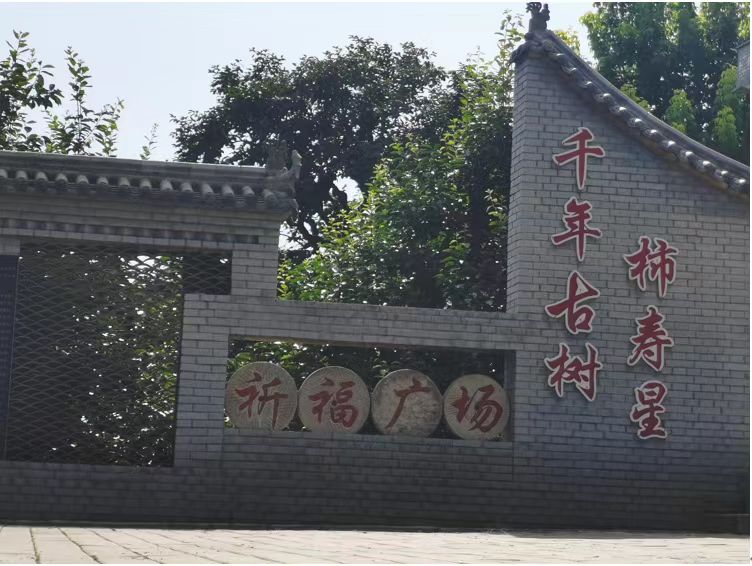 長安大學赴陜西渭南“鄉(xiāng)村振興·服務三農(nóng)”暑期社會實踐隊前往富平柿餅種植園實地學習