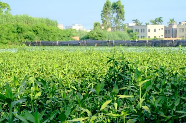 緊跟時代步伐，賡續(xù)綠竹未來